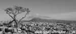 Black and White Photography
