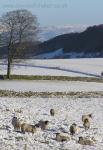 Winter Sences